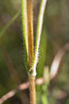 Variableleaf sunflower